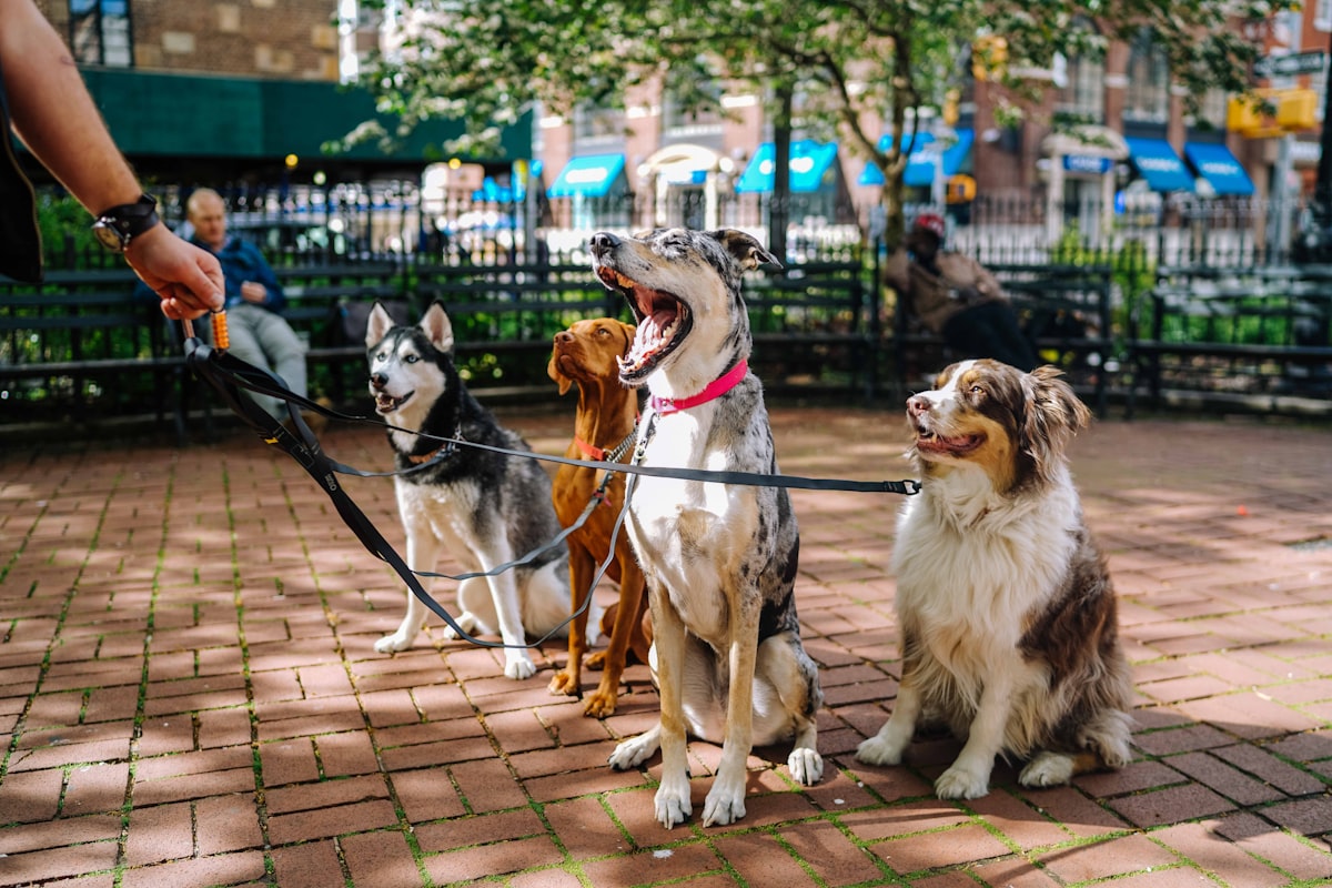 A person walking their happy dog in NYC